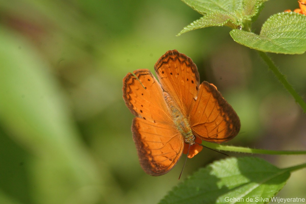 Cirrochroa thais  Fabricius, 1787